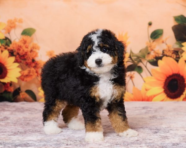 Photo of Mr. Nebo the F1B Mini-Bernedoodle puppy