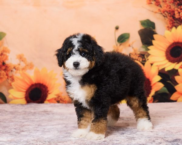 Photo of Mr. Nebo the F1B Mini-Bernedoodle puppy