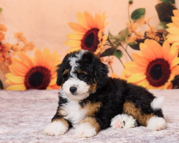 Photo of Mr. Nebo the F1B Mini-Bernedoodle puppy