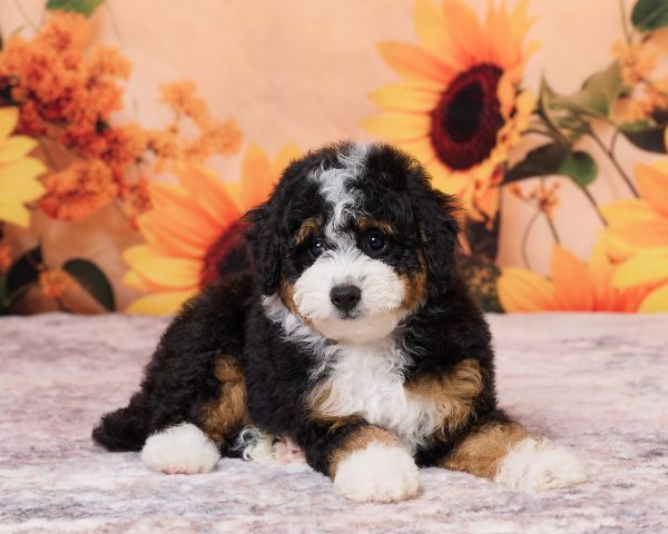 Photo of Mr. Nebo the F1B Mini-Bernedoodle puppy