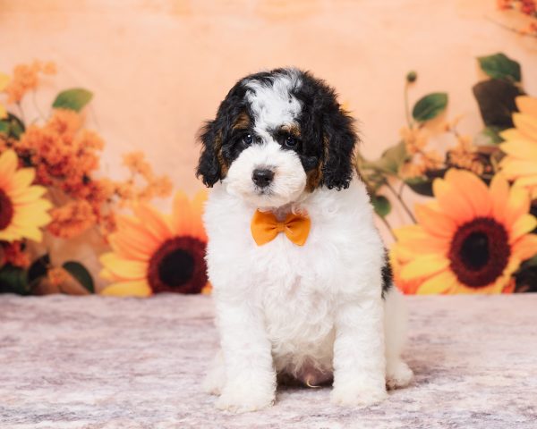 Mr. Nico the F1B Mini-Bernedoodle puppy