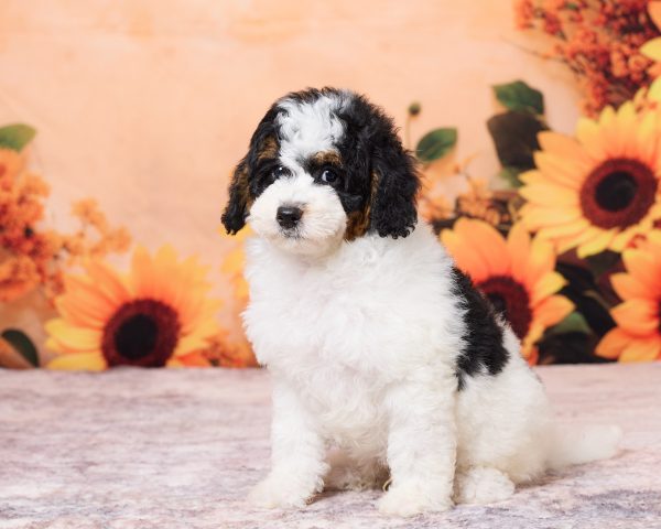 Photo of Mr. Nico the F1B Mini-Bernedoodle puppy