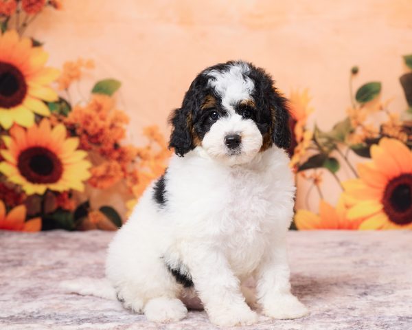 Photo of Mr. Nico the F1B Mini-Bernedoodle puppy