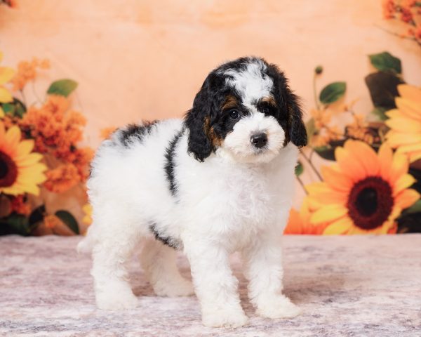 Photo of Mr. Nico the F1B Mini-Bernedoodle puppy
