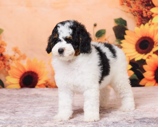 Photo of Mr. Nico the F1B Mini-Bernedoodle puppy