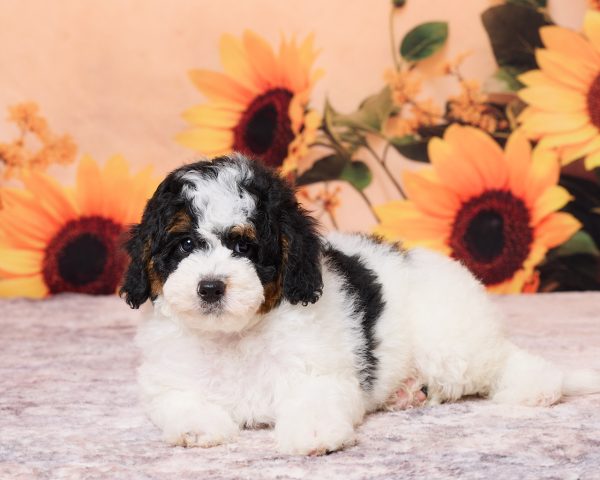 Photo of Mr. Nico the F1B Mini-Bernedoodle puppy