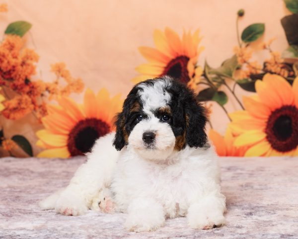 Photo of Mr. Nico the F1B Mini-Bernedoodle puppy