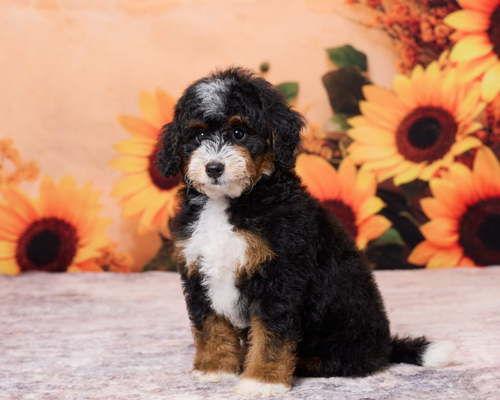 Photo of Mr. Norm the F1B Mini-Bernedoodle puppy