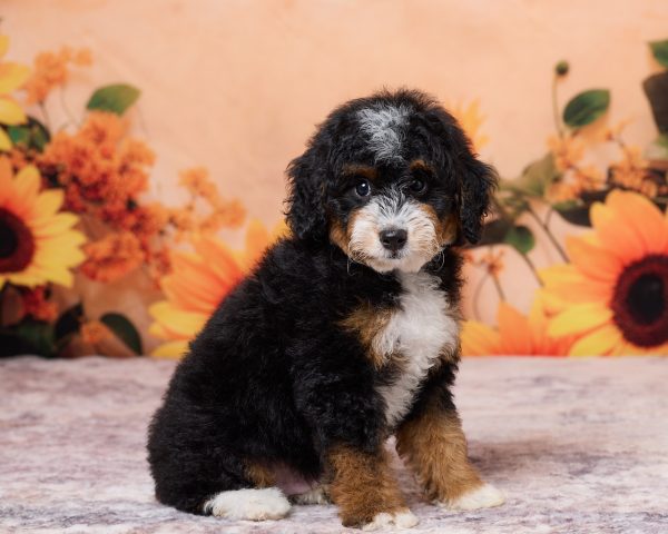 Photo of Mr. Norm the F1B Mini-Bernedoodle puppy
