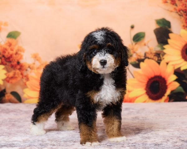 Photo of Mr. Norm the F1B Mini-Bernedoodle puppy