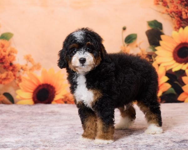 Photo of Mr. Norm the F1B Mini-Bernedoodle puppy