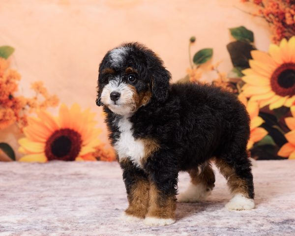 Photo of Mr. Norm the F1B Mini-Bernedoodle puppy