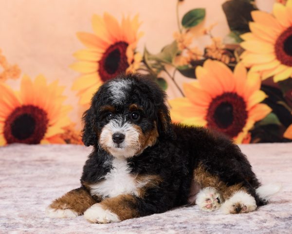 Photo of Mr. Norm the F1B Mini-Bernedoodle puppy