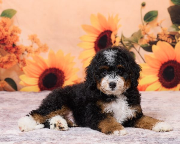Photo of Mr. Norm the F1B Mini-Bernedoodle puppy