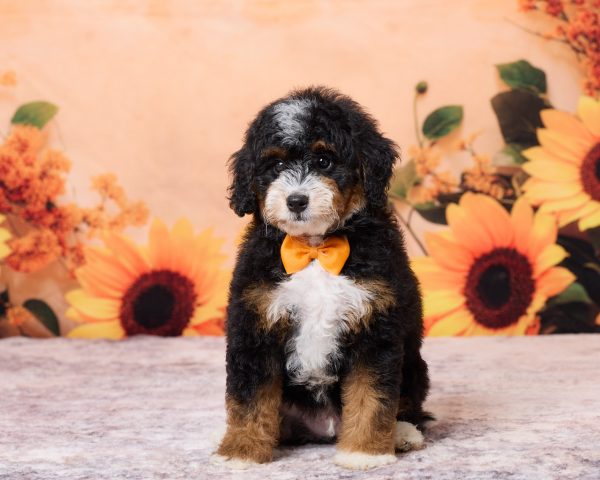 Photo of Mr. Norm the F1B Mini-Bernedoodle puppy