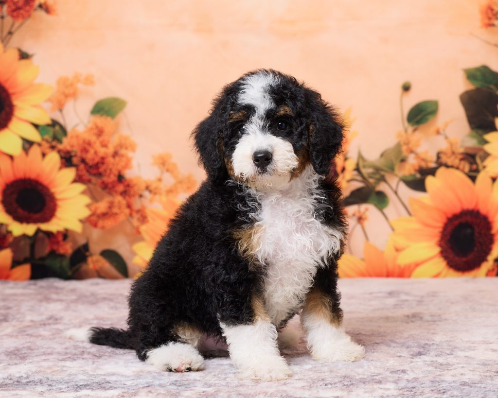 Photo of Mr. Numa the F1B Mini-Bernedoodle puppy