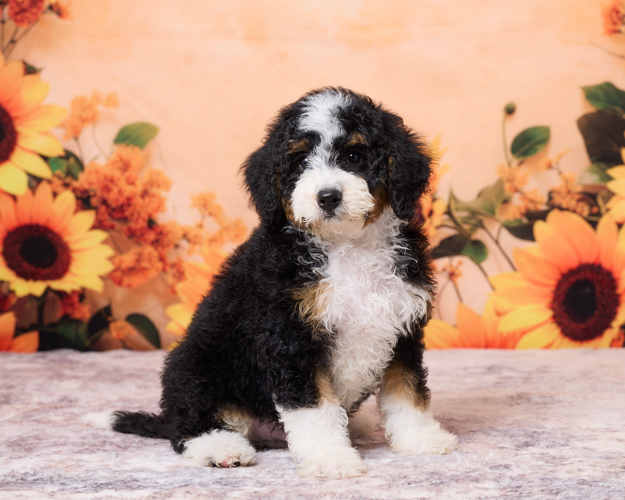 Photo of Mr. Numa the F1B Mini-Bernedoodle puppy