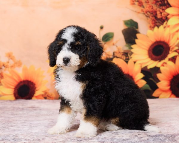Photo of Mr. Numa the F1B Mini-Bernedoodle puppy