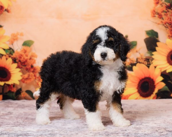 Photo of Mr. Numa the F1B Mini-Bernedoodle puppy