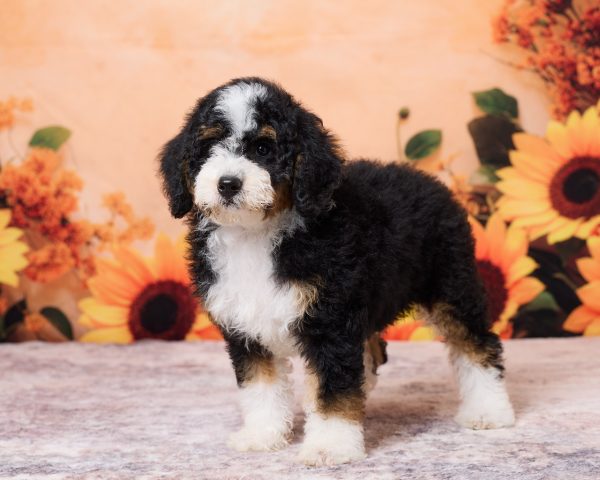 Photo of Mr. Numa the F1B Mini-Bernedoodle puppy