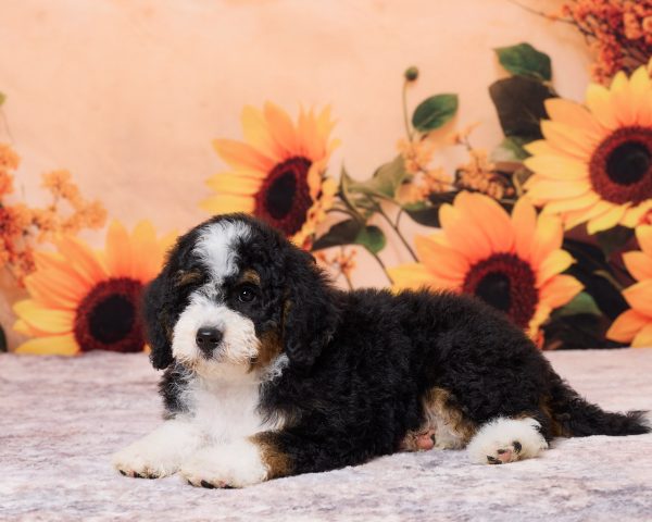 Photo of Mr. Numa the F1B Mini-Bernedoodle puppy