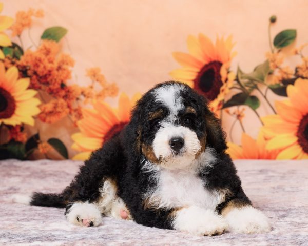 Photo of Mr. Numa the F1B Mini-Bernedoodle puppy