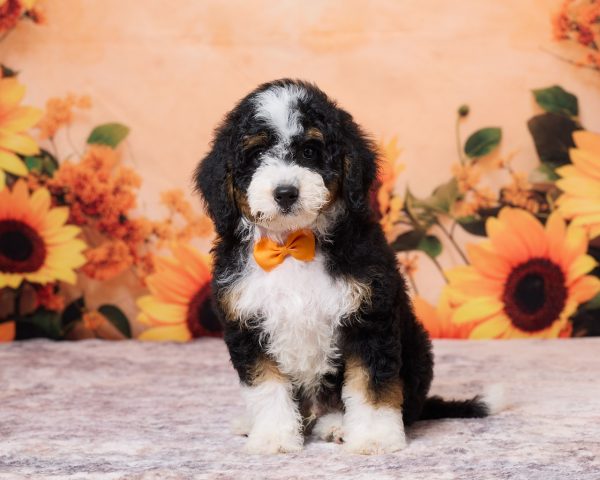 Photo of Mr. Numa the F1B Mini-Bernedoodle puppy