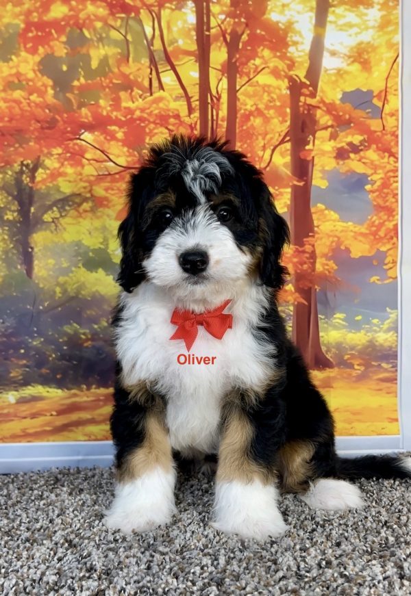 Mr. Oliver the F1 Mini-Bernedoodle puppy