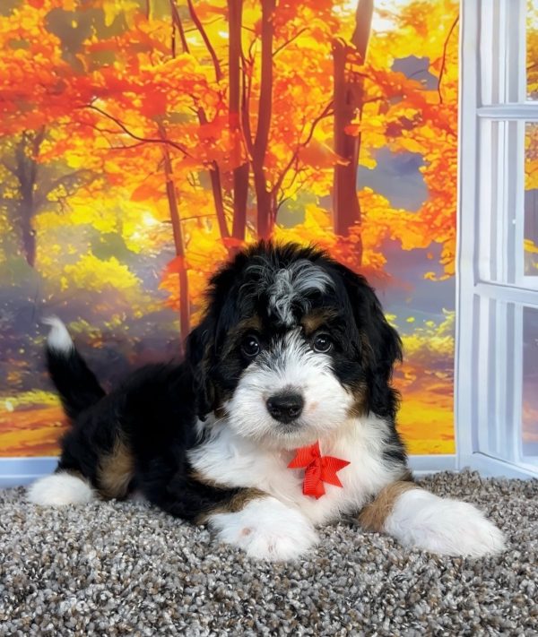 Photo of Mr. Oliver the F1 Mini-Bernedoodle puppy