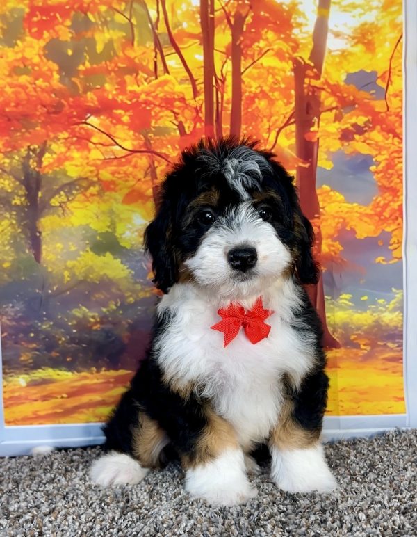 Photo of Mr. Oliver the F1 Mini-Bernedoodle puppy