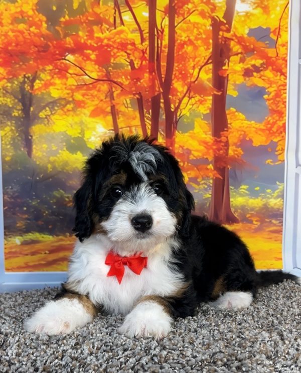 Photo of Mr. Oliver the F1 Mini-Bernedoodle puppy