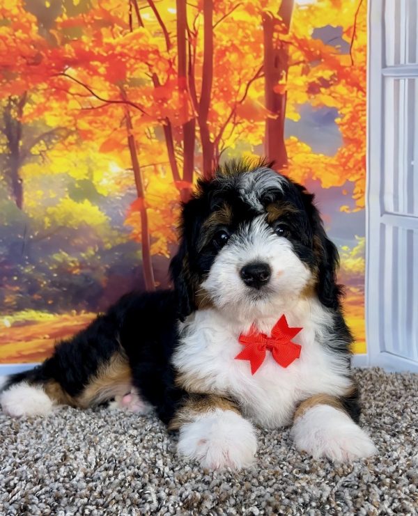 Photo of Mr. Oliver the F1 Mini-Bernedoodle puppy