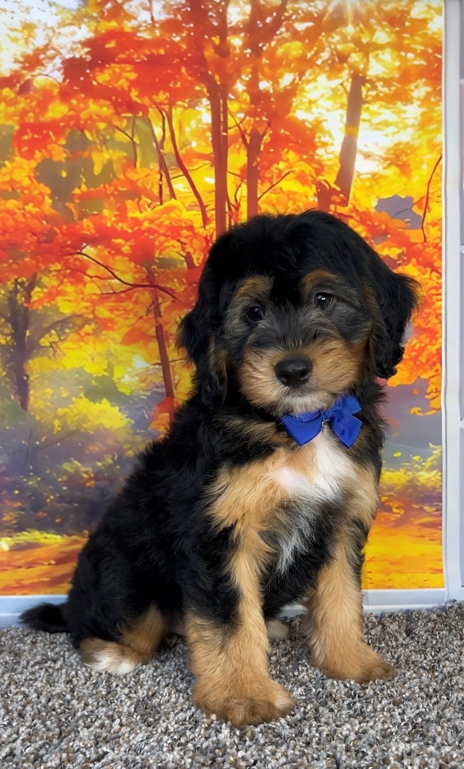 Photo of Mr. Omar the F1 Mini-Bernedoodle puppy
