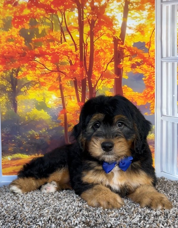 Photo of Mr. Omar the F1 Mini-Bernedoodle puppy