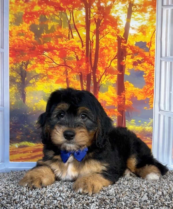 Photo of Mr. Omar the F1 Mini-Bernedoodle puppy