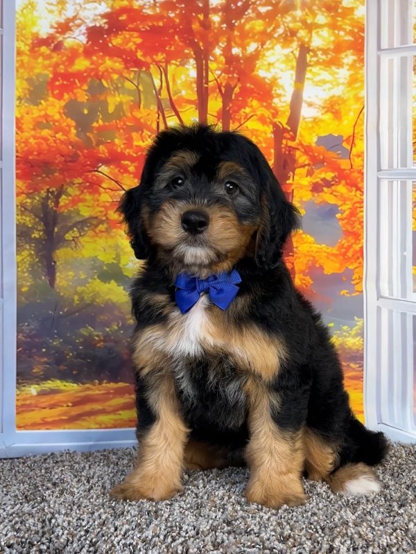 Photo of Mr. Omar the F1 Mini-Bernedoodle puppy