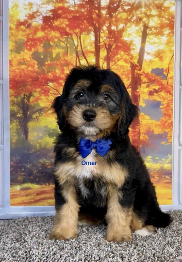 Photo of Mr. Omar the F1 Mini-Bernedoodle puppy