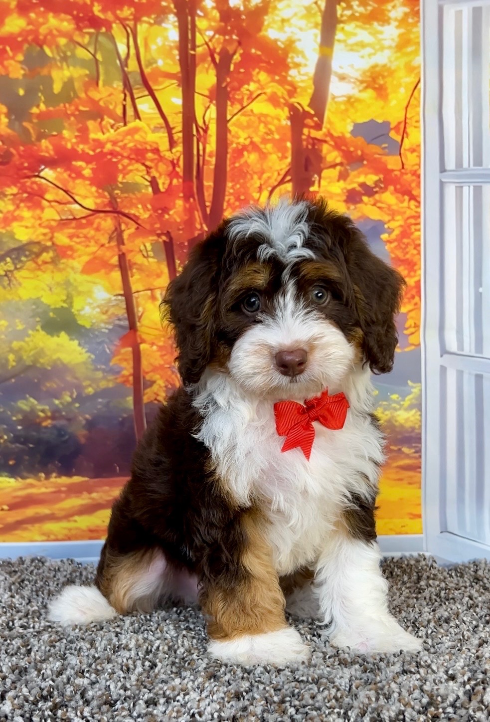 Photo of Mr. Otis the F1 Mini-Bernedoodle puppy