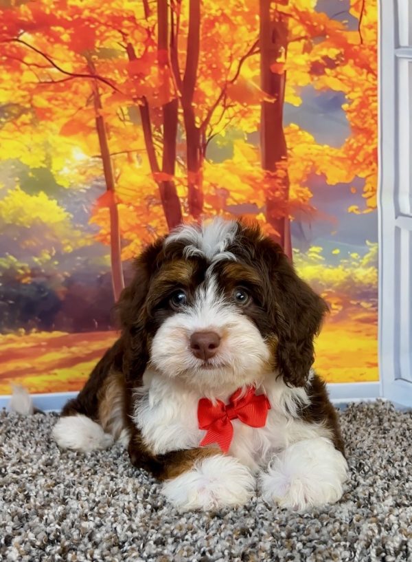 Photo of Mr. Otis the F1 Mini-Bernedoodle puppy