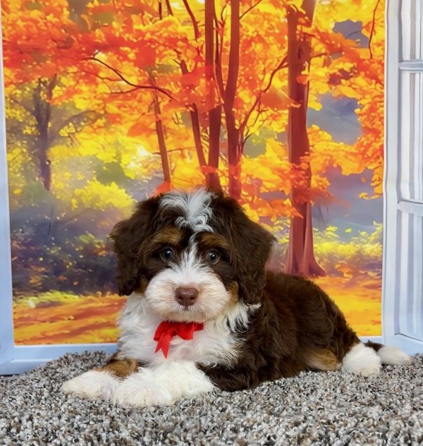 Photo of Mr. Otis the F1 Mini-Bernedoodle puppy