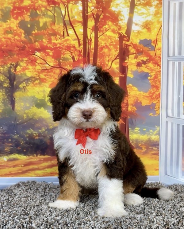 Photo of Mr. Otis the F1 Mini-Bernedoodle puppy