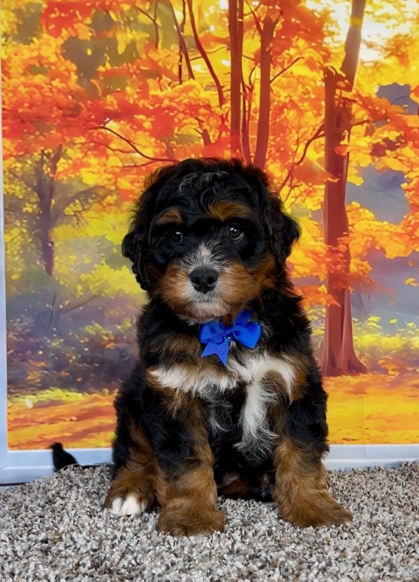 Photo of Mr. Pablo the F1 Mini-Bernedoodle puppy