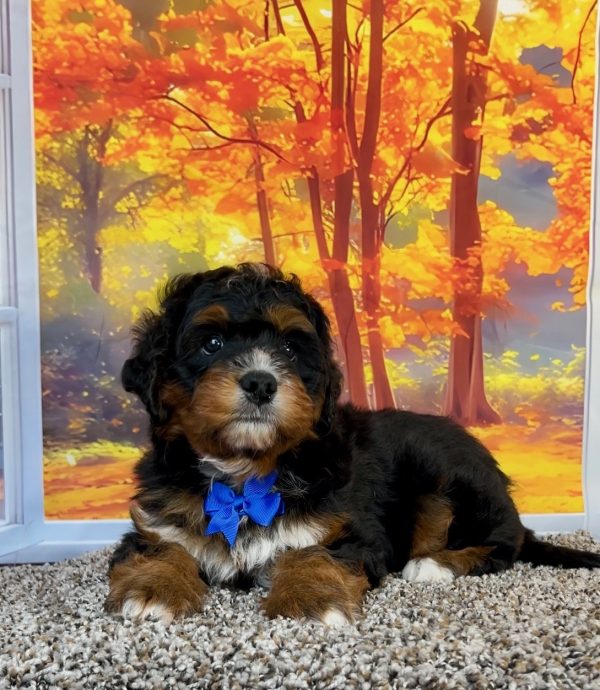 Photo of Mr. Pablo the F1 Mini-Bernedoodle puppy