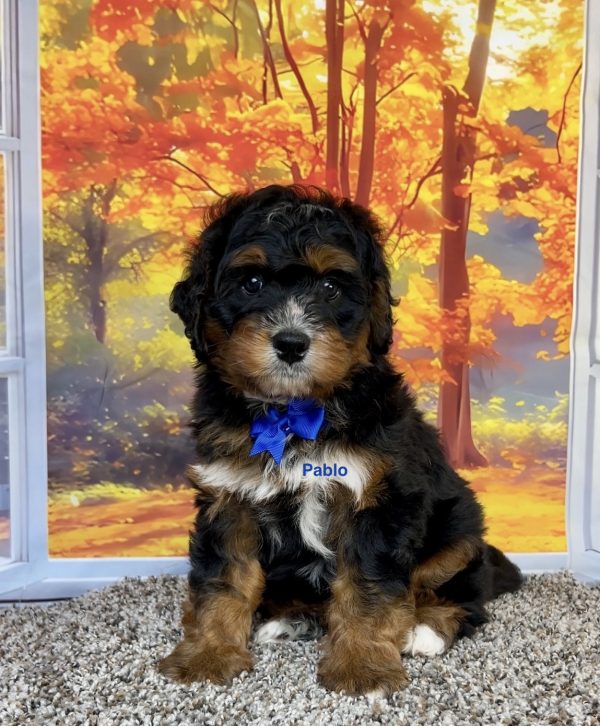 Photo of Mr. Pablo the F1 Mini-Bernedoodle puppy