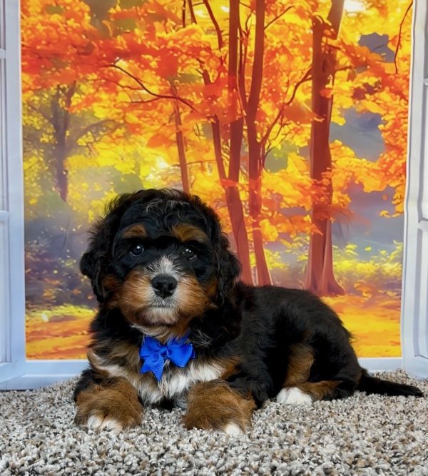 Photo of Mr. Pablo the F1 Mini-Bernedoodle puppy