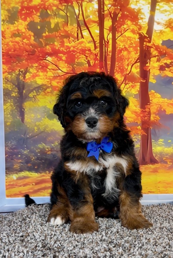 Photo of Mr. Pablo the F1 Mini-Bernedoodle puppy