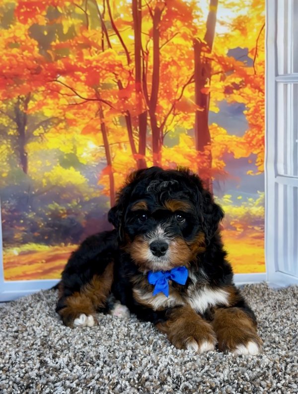 Photo of Mr. Pablo the F1 Mini-Bernedoodle puppy