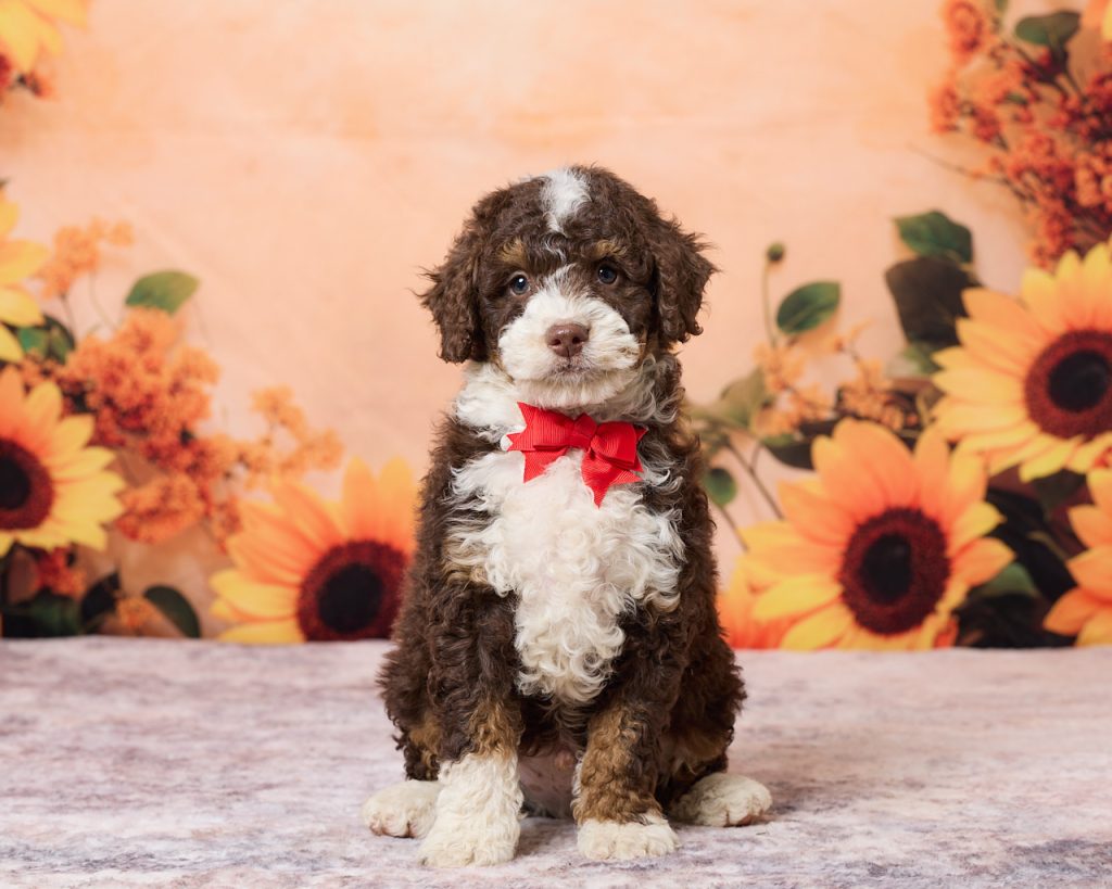 Photo of Mr. Ray the F1B Mini-Bernedoodle puppy