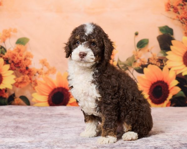 Photo of Mr. Ray the F1B Mini-Bernedoodle puppy