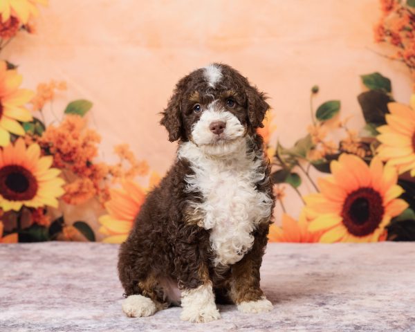 Photo of Mr. Ray the F1B Mini-Bernedoodle puppy